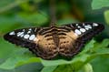 151 Segler - Parthenos sylvia